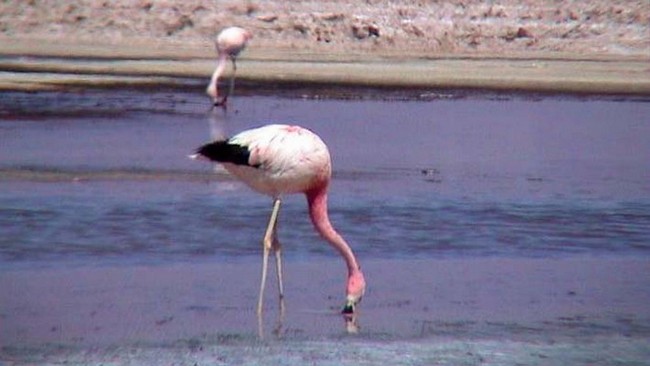 Flamingo auf Nahrungssuche in der Laguna de Chaxa